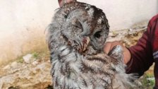 المزيد من قلة الوعي والقتل.. اصطياد بومة من نوع tawny owl بين سوق الغرب وشملان! 