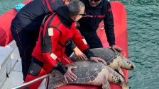 بالفيديو/ انقاذ سلحفاتين بحريتين عملاقتين علقتا بشباك الصيد قبالة مرفأ الدورة