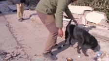 كلبة تنتظر صاحبتها المحاصرة تحت الأنقاض بعد زلزال تركيا ولا تتجاوب مع محاولات إبعادها