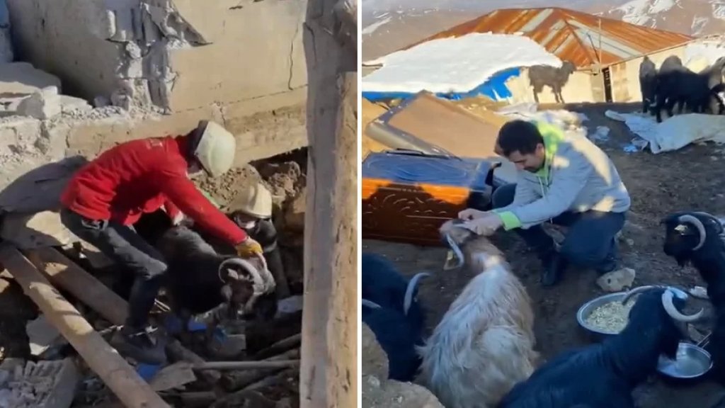 إنقاذ 24 رأسًا من الماعز من تحت الأنقاض في قهرمان مرعش بعد مرور 17 يومًا على وقوع الزلزال 