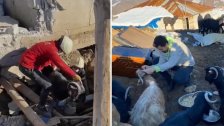 إنقاذ 24 رأسًا من الماعز من تحت الأنقاض في قهرمان مرعش بعد مرور 17 يومًا على وقوع الزلزال 