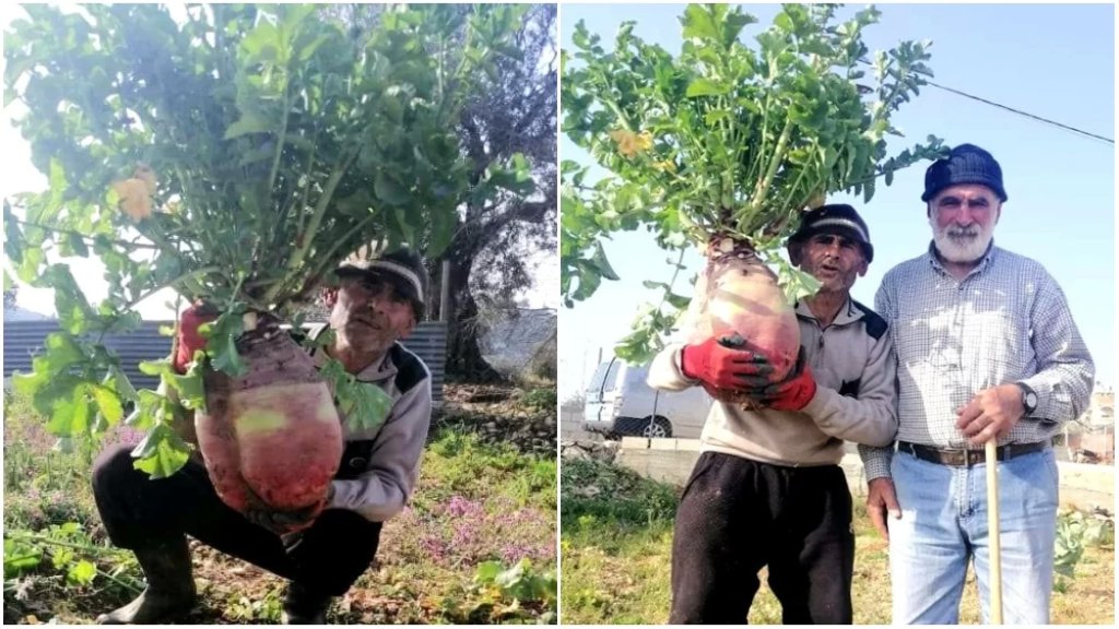 بالصور/ فجلة عملاقة من خيرات أرض الجنوب