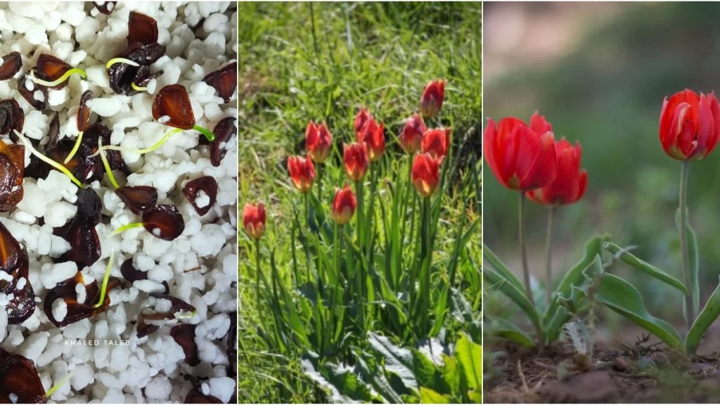 بالصور/ جمعية &quot;درب عكار&quot; نجحت في إنبات زهرة التوليب في مختبرها!