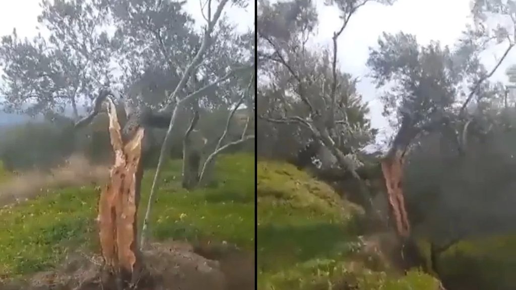 بالفيديو/ الزلزال يشطر شجرة زيتون إلى نصفين بينهما 15 متراً في هاتاي التركية !