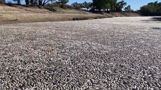 بالفيديو/ &quot;طوفان&quot; من ملايين الأسماك النافقة يكسو نهرًا في أستراليا