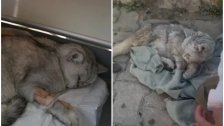 بالفيديو/ إنقاذ القطة &quot;هان&quot; من تحت الأنقاض في تركيا بعد 49 يومًا على الزلزال