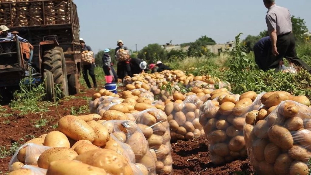 مزارعو البطاطا في عكار: إدخال البطاطا المصرية إلى لبنان سيواجه بالتصعيد