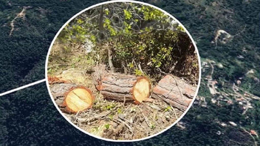 مجزرة بيئية في منطقة الكنيسة - المتن الأعلى.. قطع مئات الأشجار المعمرة من جذورها في وادي نهر بيروت المصنف موقعاً طبيعياً محمياً!