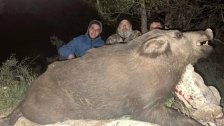 قدر وزنه بقرابة 350 كيلوغراماً... شبان يصطادون خنزير بري ضخم في عاصون ـ الضنية!