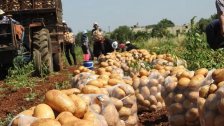 مزارعو البطاطا في سهل عكار: لمنع تهريبها عبر المعابر البرية!