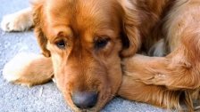 محافظ بعلبك - الهرمل: لإلزام من أحرقوا الجراء لعلاج نفسي والعمل في مأوى الكلاب الشاردة في بعلبك 