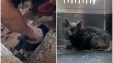 بالفيديو/ إنقاذ قطة علقت 3 أيام في أنابيب لصرف مياه المطر في بيروت