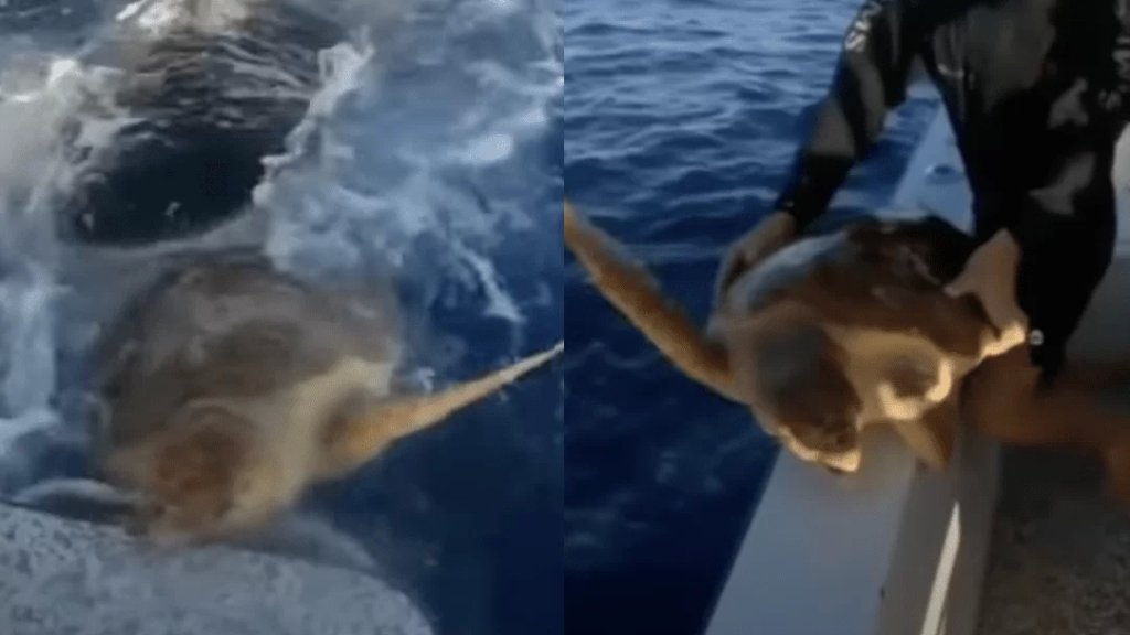 فيديو مدهش لقرش ينقذ سلحفاة بحرية.. دفعها باتجاه أحد القوارب ليساعدوها بقص شريط لُف حول رقبتها!