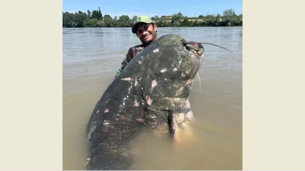 بعد متابعتها لـ 23 سنة.. اصطاد أكبر سمكة في نهر البو في ايطاليا لكنه عاد وأطلق حريتها!
