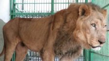 إنتشار خبر كاذب عن هروب أسد من حديقة حيوانات في لبنان.. والإدارة تنفي