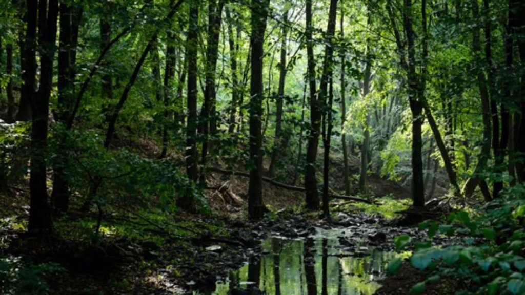 بعد 40 يوما على تحطم طائرتهم.. العثور على أربعة أطفال أحياء في أدغال كولومبيا