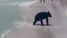 بالفيديو/ دب صغير يسبح جنبا إلى جنب مع رواد الشاطئ في فلوريدا الأميركية