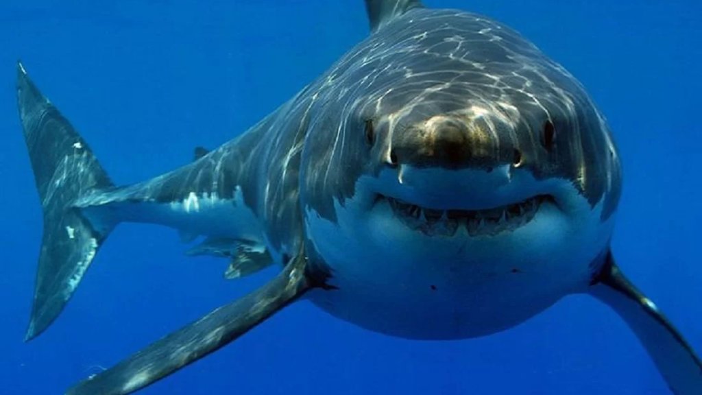 أسماك القرش تسرح وتمرح في المياه اللبنانية... عالم يتحدث عن أهميتها ويكشف: منذ تاريخنا لم يُسجل حالة وفاة بسببها