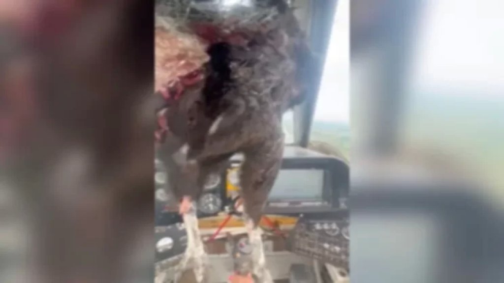 بالفيديو/ طائر ضخم يصدم طائرة ويحطم الزجاج الأمامي لقمرة القيادة ويترك قائدها مغطى بالدماء