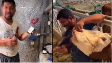 في تركيا.. عامل في مزرعة يشرب البقر الكحول يثير جدلا واسعا والسلطات التركية تتدخل!