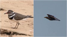 بالصور/ تسجيل حضور نوعان جديدان من الطيور للمرة الأولى في لبنان!