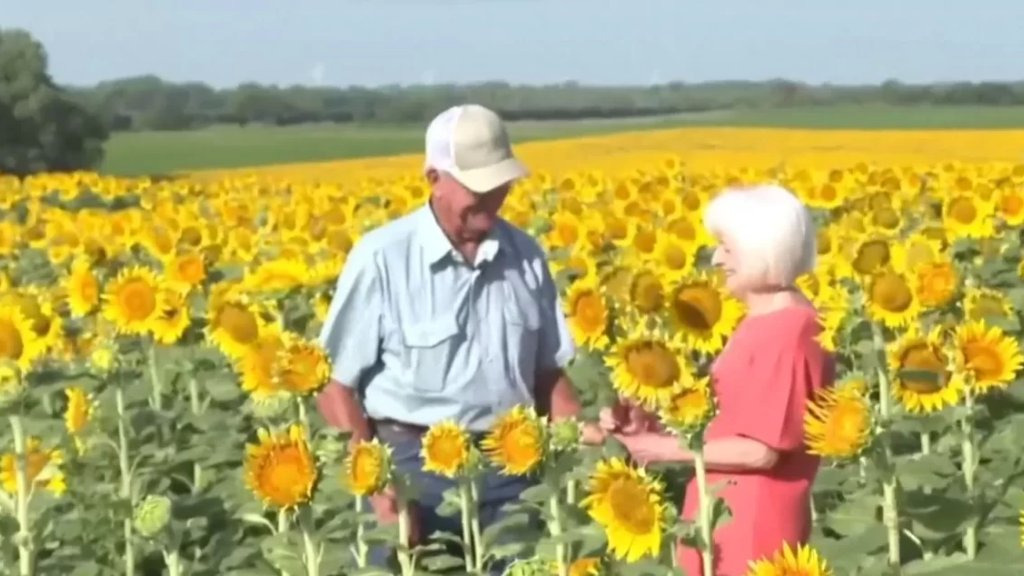 بالفيديو/ مزارع يهدي زوجته 1.2 مليون زهرة عباد الشمس للاحتفال بالذكرى الخمسين لزواجهما!