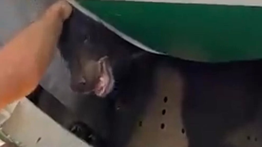 بالفيديو/ دب يهرب من قفصه داخل طائرة ويعطل رحلة جوية بين بغداد ودبي.. والخطوط الجوية العراقية تعتذر!