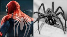 أراد التحول لـ "سبايدر مان".. ابن الثماني سنوات يلجأ لعنكبوت سام وخطير!