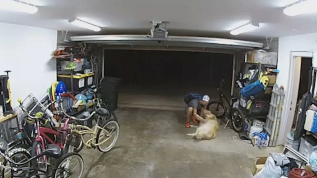 بالفيديو/ كلب يقاطع عملية سرقة &quot;بقوة ناعمة&quot;.. السارق أخذ يلعب مع الكلب ويداعبه!