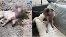حادثة وحشية تضاف إلى سجل الاجرام بالحيوانات في لبنان.. أطلق النار على كلب وأصابه بعينه في الشويفات!