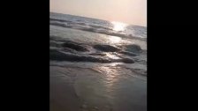 بالفيديو/ الثاني خلال أسبوع! العثور على حوت ضخم نافق على شاطىء القليلة جنوب صور