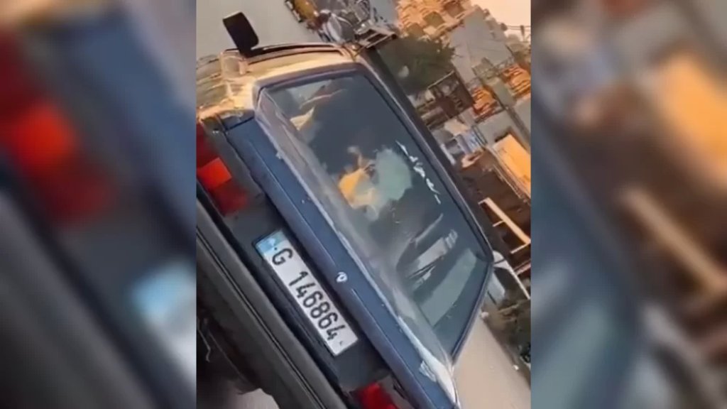بالفيديو/ بقرة داخل سيارة على طريق المنية!