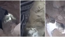 بالفيديو/ مغربي خاطر بحياته وحفر بيديه تحت الأنقاض لإنقاذ قطة عالقة!