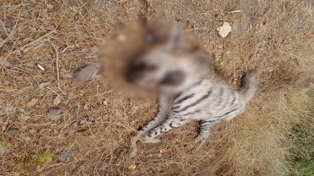 لا يهاجم البشر ومهدد بالانقراض.. مقتل ضبع مخطط في عكّار!
