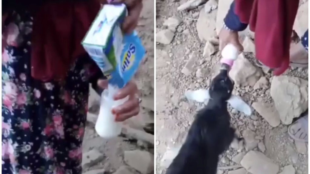 بالفيديو/ سيدة مغربية أطعمت ماعز فور وصول حليب مساعدات الزلزال إليها