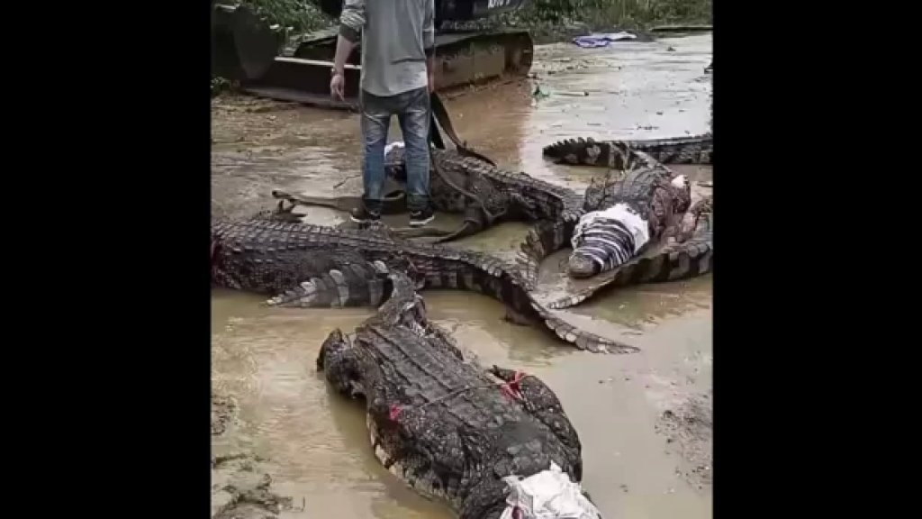 بالفيديو/ السلطات الصينية تقبض على عشرات التماسيح الهاربة!
