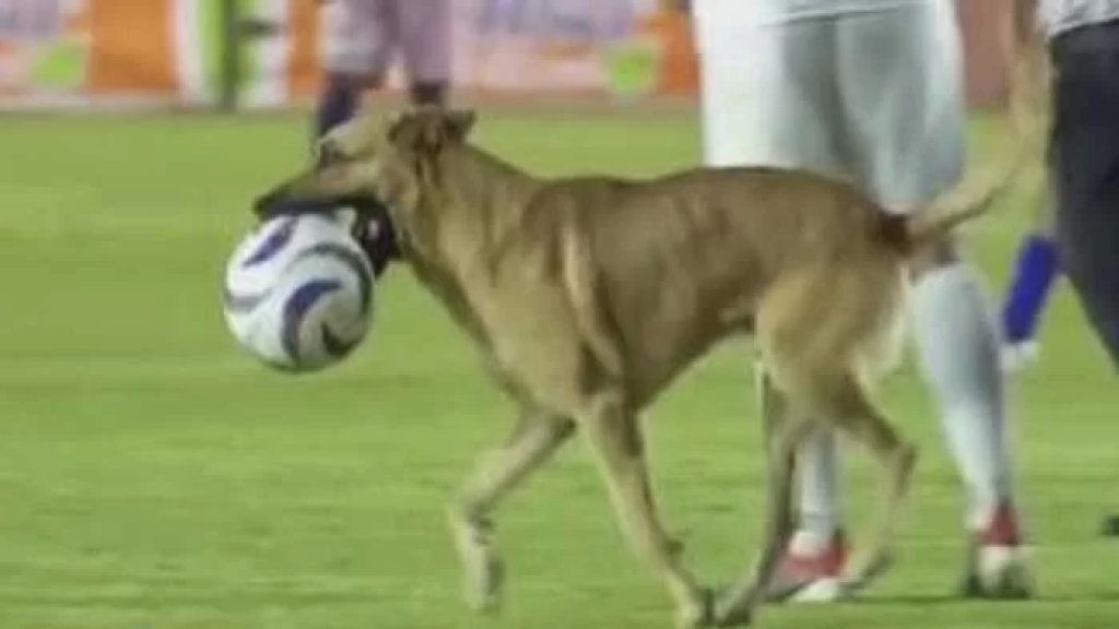 بالفيديو/ كلب يقتحم مباراة في الدوري المكسيكي ويسرق الكرة..أجهد اللاعبين في محاولة اللحاق به!