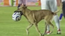 بالفيديو/ كلب يقتحم مباراة في الدوري المكسيكي ويسرق الكرة..أجهد اللاعبين في محاولة اللحاق به!