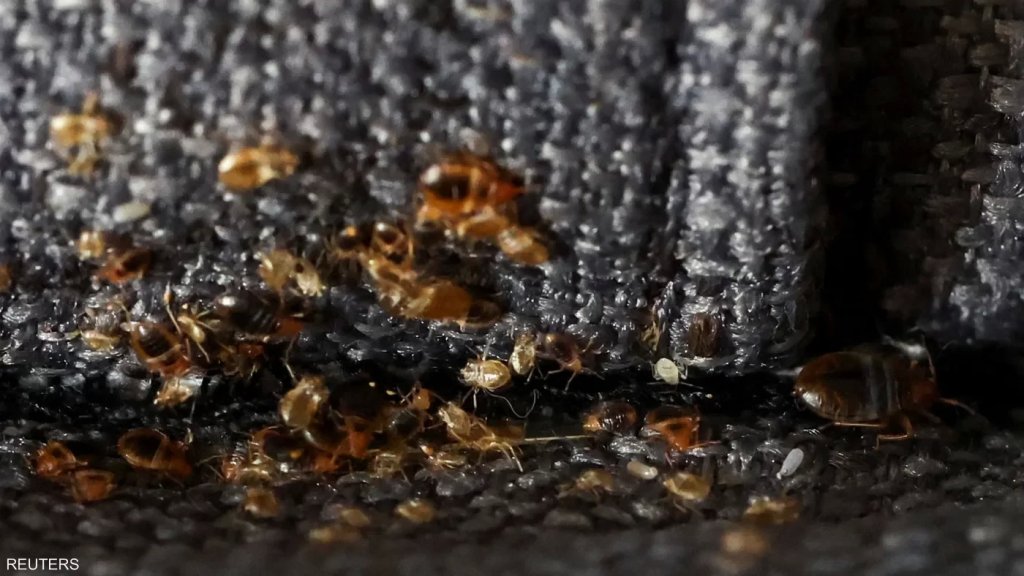 "البق" يغزو باريس.. والحكومة تسابق الزمن للقضاء عليه!