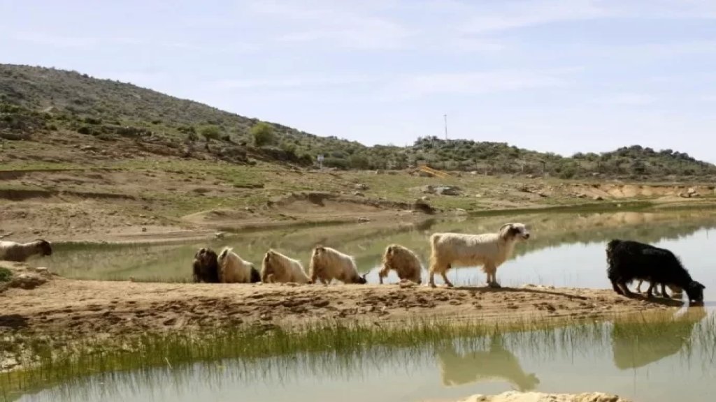 العدو الإسرائيلي يطلق النار على رعاة ماعز في شبعا