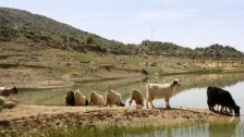 العدو الإسرائيلي يطلق النار على رعاة ماعز في شبعا