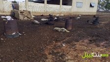 بالصور/ استشهاد عامل سوري ونفوق وإصابة أكثر من 100 راس ماعز	بعد استهداف الاحـتلال لمزرعة أمس في أرنون