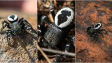 بالصور/ اكتشاف نوع جديد عالمياً من العناكب من عائلة Eurecidae في عكار!