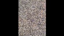 بالفيديو/ مربو النحل:القصف المعادي ورش المبيدات احدثا كارثة بيئية في قفران النحل في منطقة صور