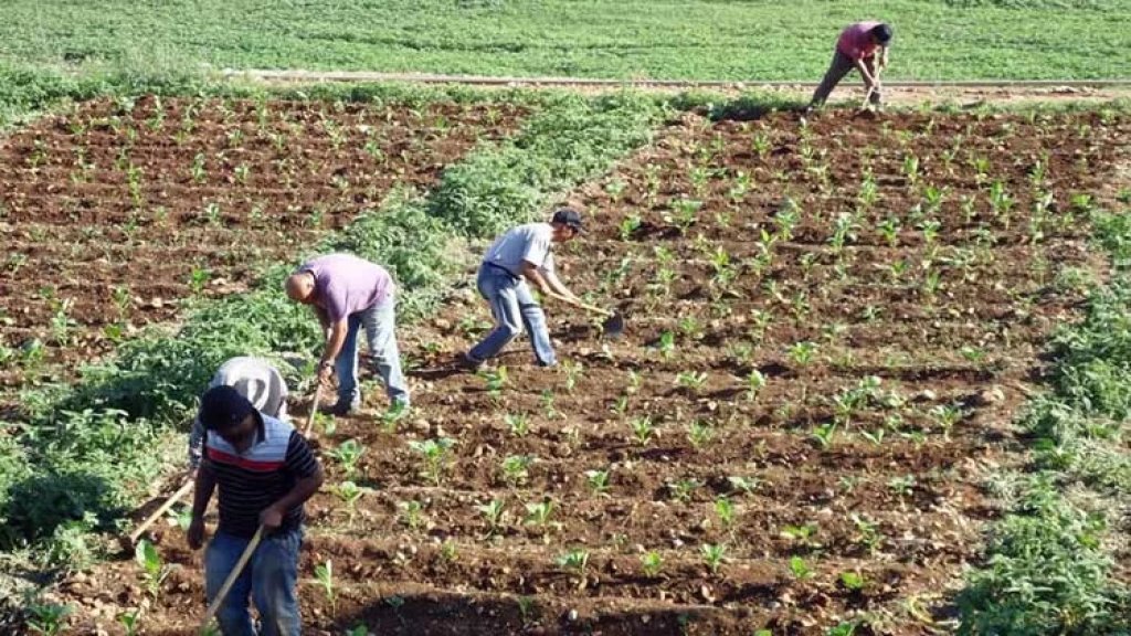 مبادرة "إنقاذية" من "الريجي" دعماً للجنوبيين: زرع شتول تبغ لتوزيعها على مزارعي المنطقة الحدودية المهجّرين من قراهم