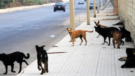 70 ألف كلب شارد في لبنان.. تنتظر المنظمات الدولية!