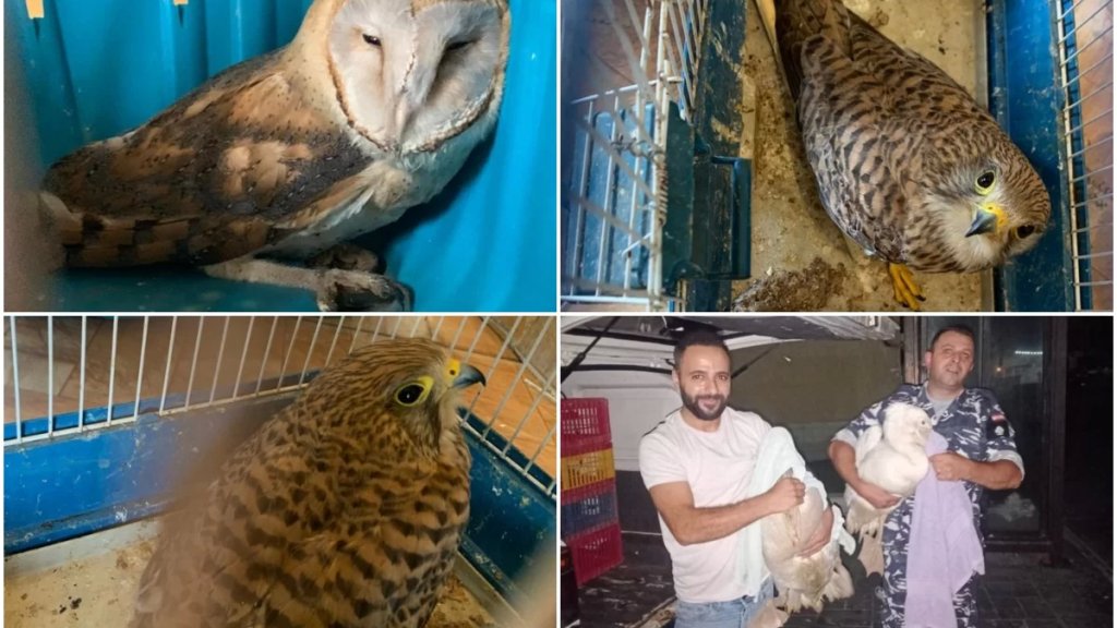 بالصور/ توقيف شخصين بجرم مخالفة قانون الصيد البري وبيع طيور مهاجرة محظّر بيعها دوليا التي تم ضبطها وتسليمها الى الجمعيات المختصة