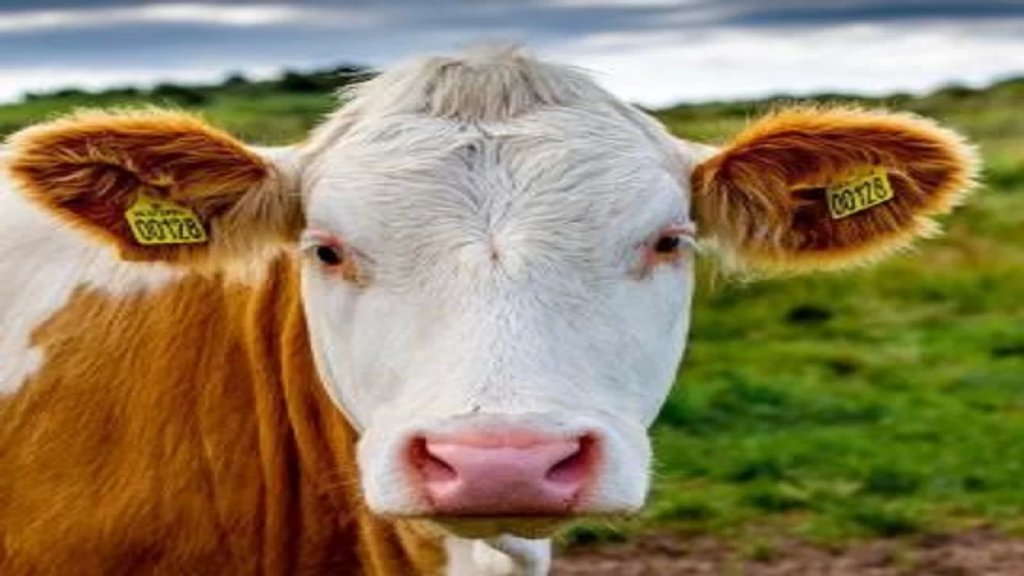  بسبب الانبعاثات التي تسببها في تسخين الكوكب.. 100 دولار ضريبة على كل بقرة في هذه الدولة!