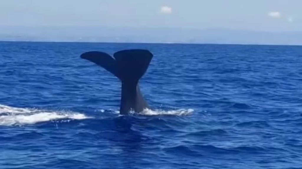 بالفيديو/ مشهد رائع لحوت مقابل بلدة الصرفند على بعد 8 أميال من الشاطىء