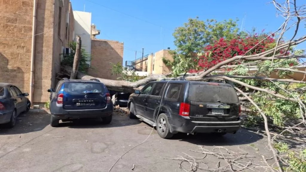 سقوط شجرة معمرة في باحة سرايا صيدا.. إصابة طفيفة وتضرر سيارة!